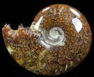 Cleoniceras Ammonite Fossil - Madagascar #40908-1